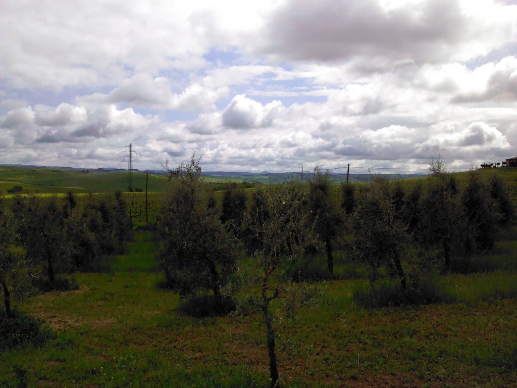 Olijfgaard in Italië
